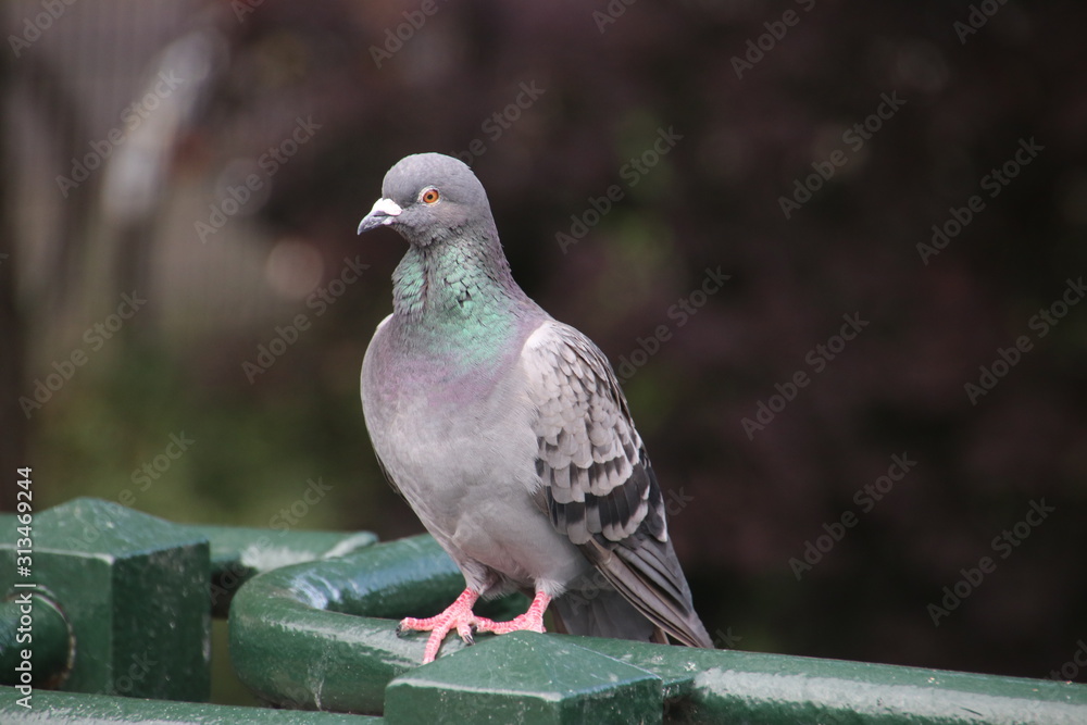 Pigeon sitting on a edge of a bridge in Rotterdam waiting for food