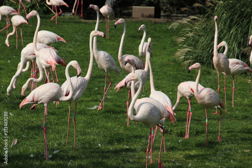 Flamingo's standing in the water 