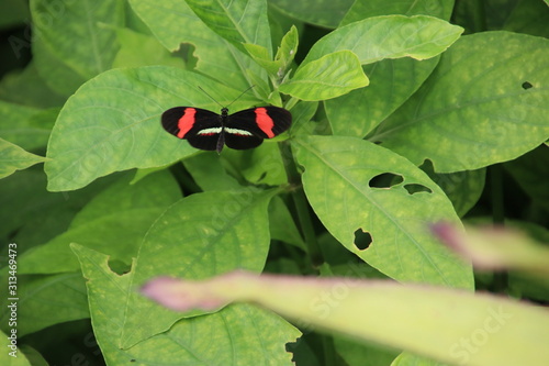 Butterfly in the Rotterdam Blijdorp Zoo in the Netherlands photo