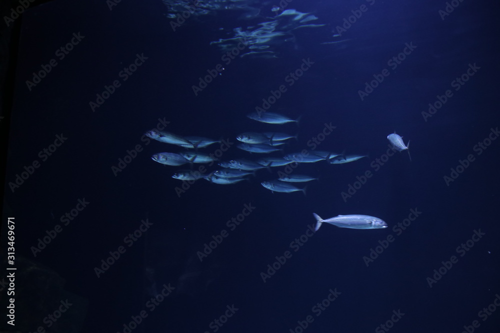 Fish in an aquarium at the Rotterdam Blijdorp Zoo in the Netherlands Fish in an aquarium at the Rotterdam Blijdorp Zoo in the Netherlands