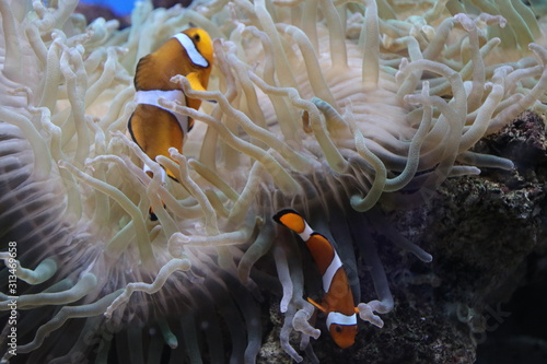 clown fish in an aquarium at the Rotterdam Blijdorp Zoo in the Netherlands