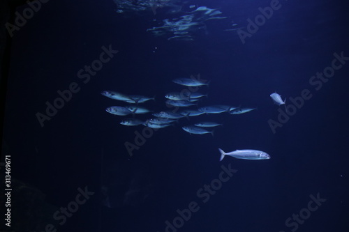 Fish in an aquarium at the Rotterdam Blijdorp Zoo in the Netherlands