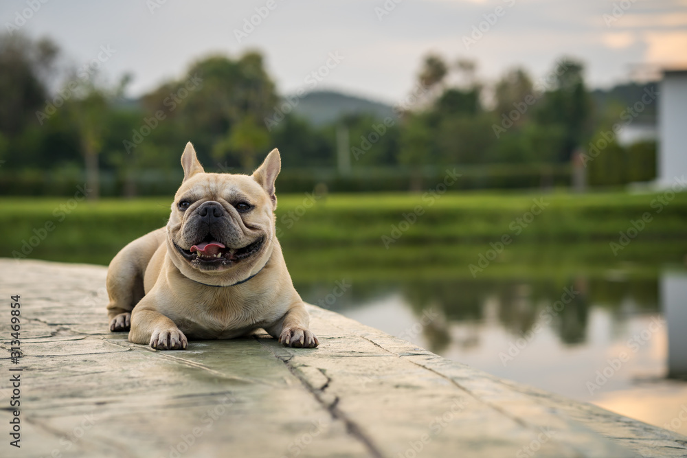 Fototapeta premium French bulldog lying on ground along the lake