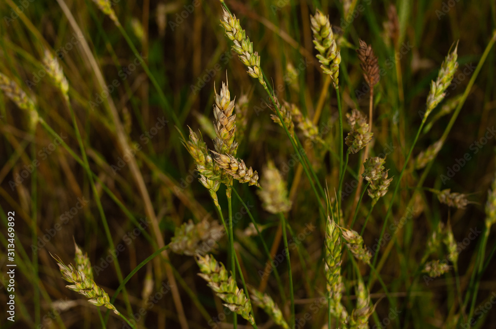 spikelets of wheat grow in the field