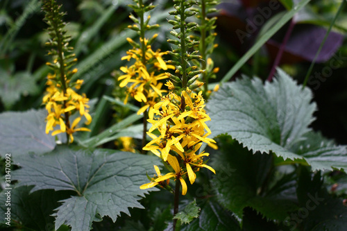 Long inflorescences with bright yellow flowers and fresh large gear green leaves of a ligularia przewalskii.