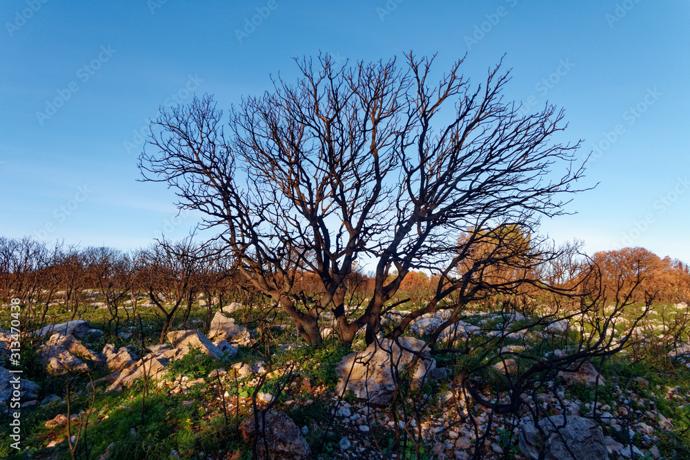 After the Fire, Loupian, Occitanie, France After the Fire, Loupian, Occitanie, France