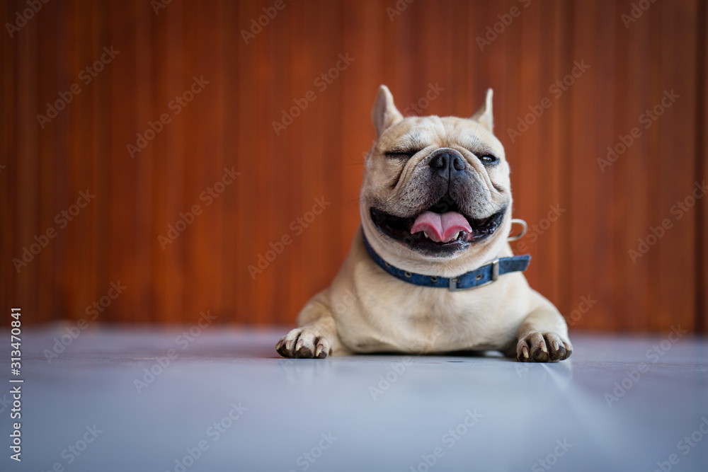 Cute french bulldog lying on tile with wooden background.