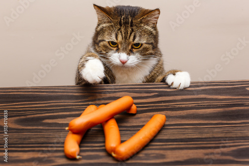 Bilde på lerret Grey cat steals sausages