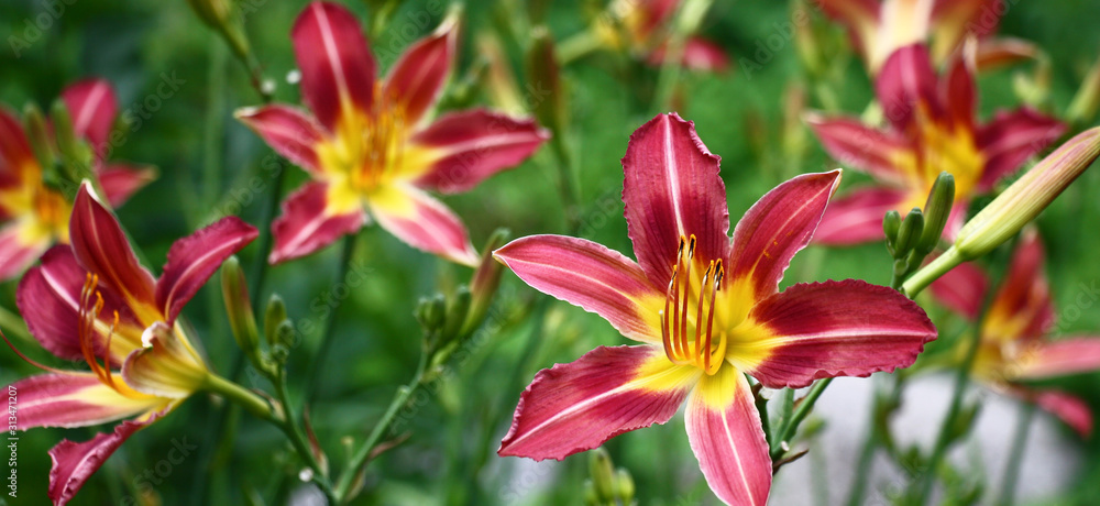 Fototapeta premium Fresh beautiful flower of a hemerocallis with bright purple-yellow petals against the background of other flowers.