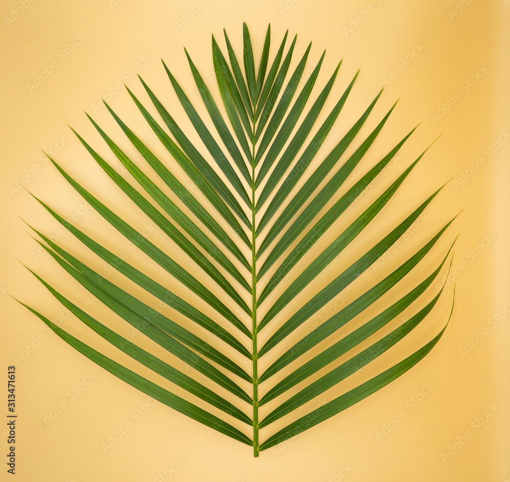 Palm leaf isolated on yellow background. Palm leaf isolated on yellow background.
