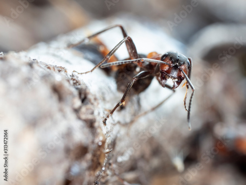 Wallpaper Mural big forest ants in a native habitat Torontodigital.ca