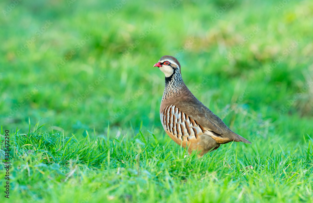 Fototapeta premium Partridge, red legged or French Partridge in natural farmland habitat during Winter. Horizontal. Space for copy.