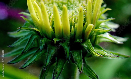 yellow flower