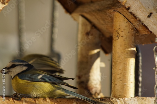 Modraszka ,Sikora Modraszka ,ptak zimą ,dokarmianie ptaków  photo