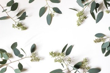 Frame, border made of green berry Eucalyptus populus leaves. Tree branches isolated on white table background. Floral composition. Feminine styled stock flat lay image, top view. Copy space.