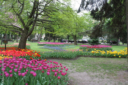 beautiful different flowers in the park