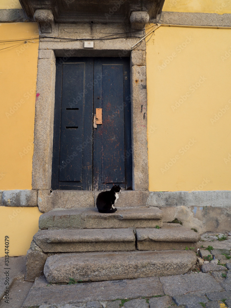 Cat in front of old door Cat in front of old door
