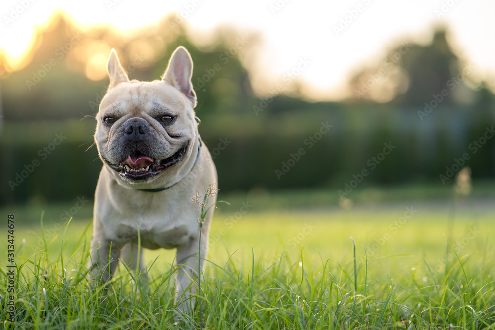 Fototapeta premium French bulldog standing on grass in park.