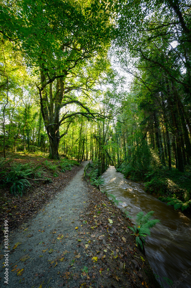 Fototapeta premium Pathway in Ireland's forest