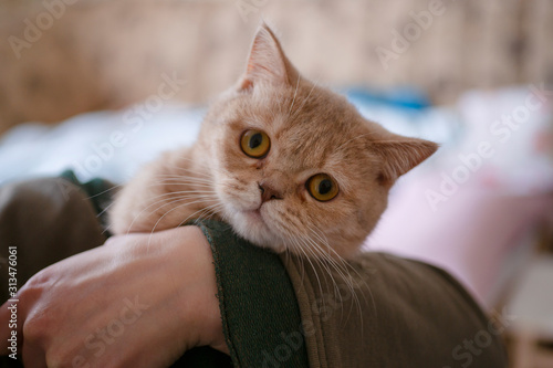 British peach color cat in hands on brurred background. photo