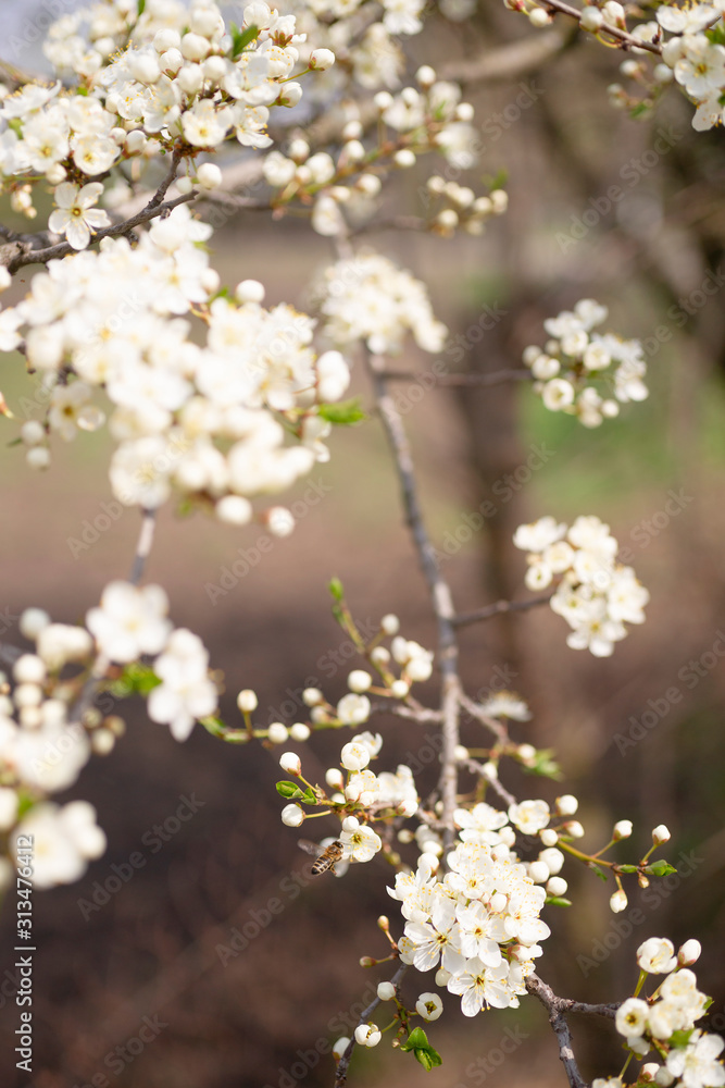 Cherry flower inflorescences on blurred background. Cherry flower inflorescences on blurred background.
