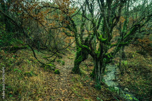 Beautiful deep forrest in Kaz Mountains Turkey