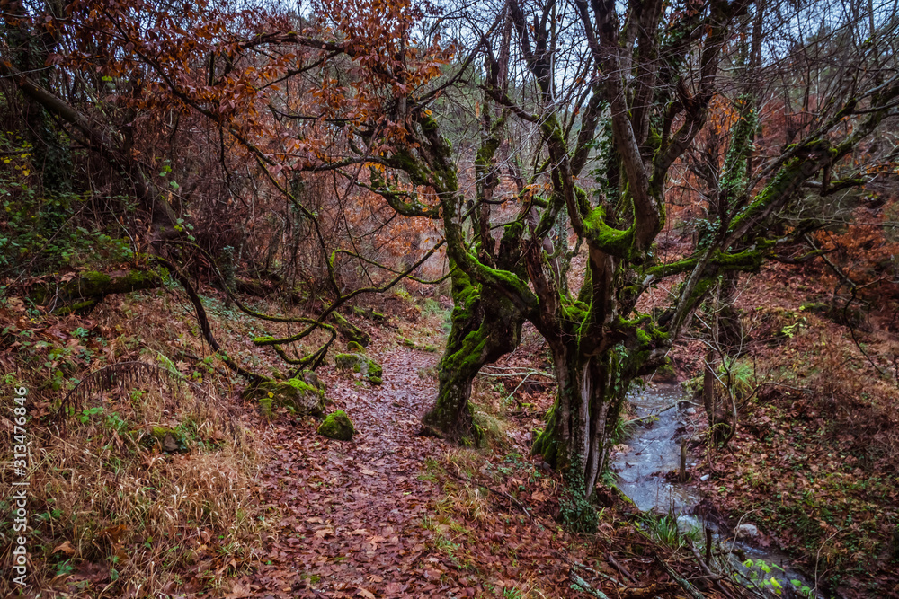 Beautiful deep forrest in Kaz Mountains Turkey Beautiful deep forrest in Kaz Mountains Turkey