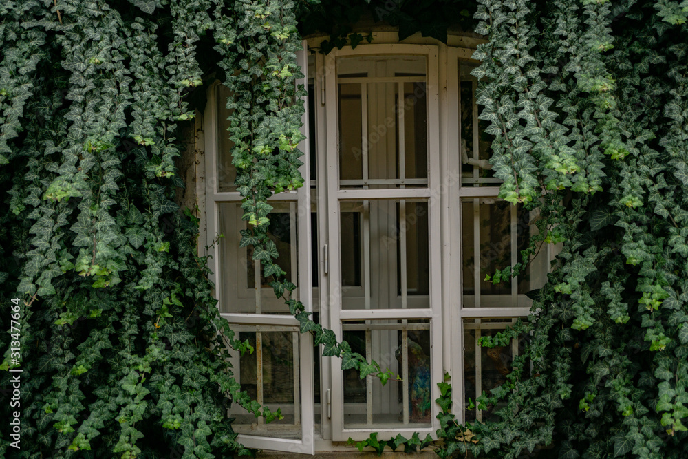 Old vintage window covered with green ivy