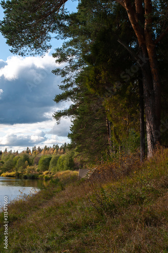 pine trees near the river Bank. autumn. sunny day