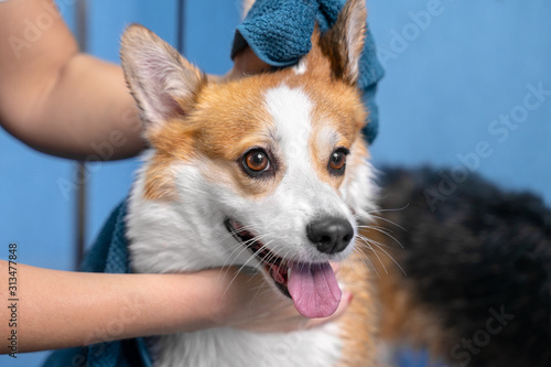 Girl groomer wipes of a welsh corgi pembroke dog after a shower wrapped in a towel.  Dog taking a bubble bath in grooming salon.