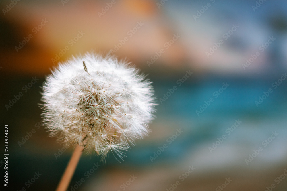 Obraz premium Dente de leão