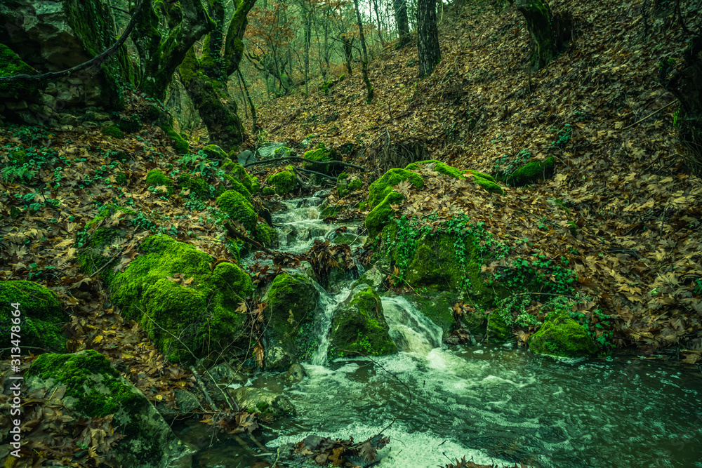 Fototapeta premium Beautiful deep forrest in Kaz Mountains Turkey