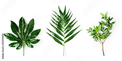 Tropical leaves, greenery for bouquets