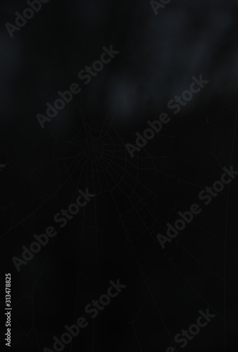Spinne Spinnennetz Spinnweben