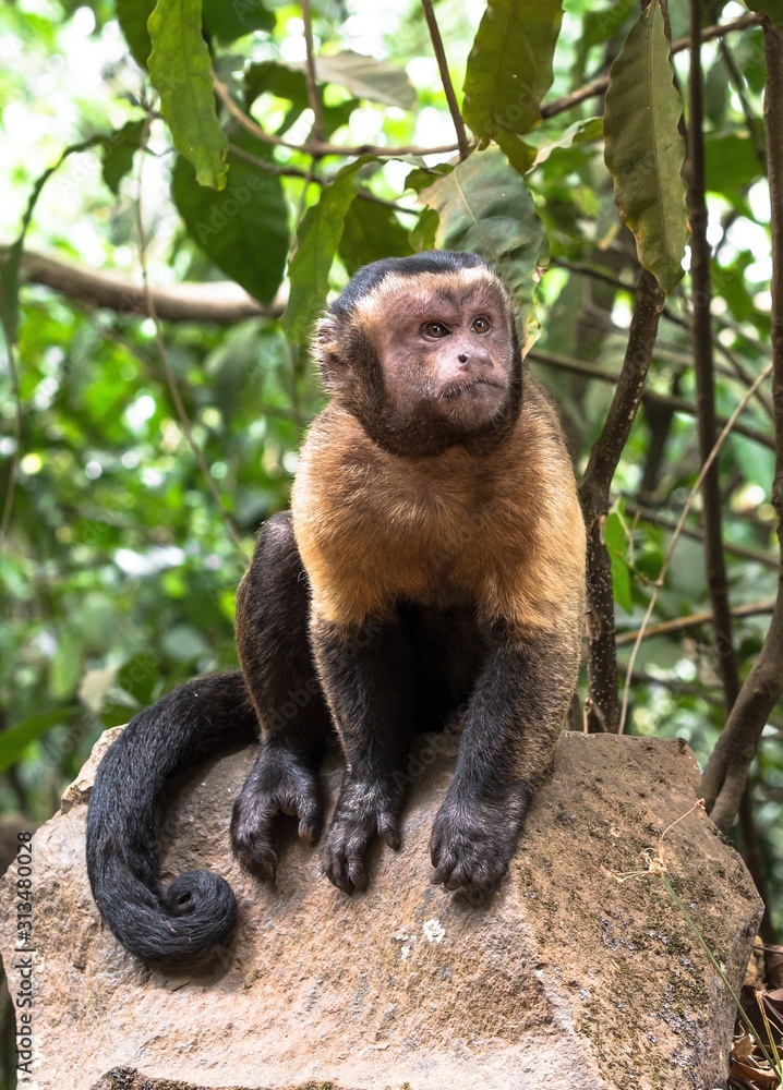 Obraz premium Guyane