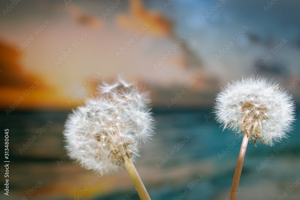 Obraz premium Dente de leão