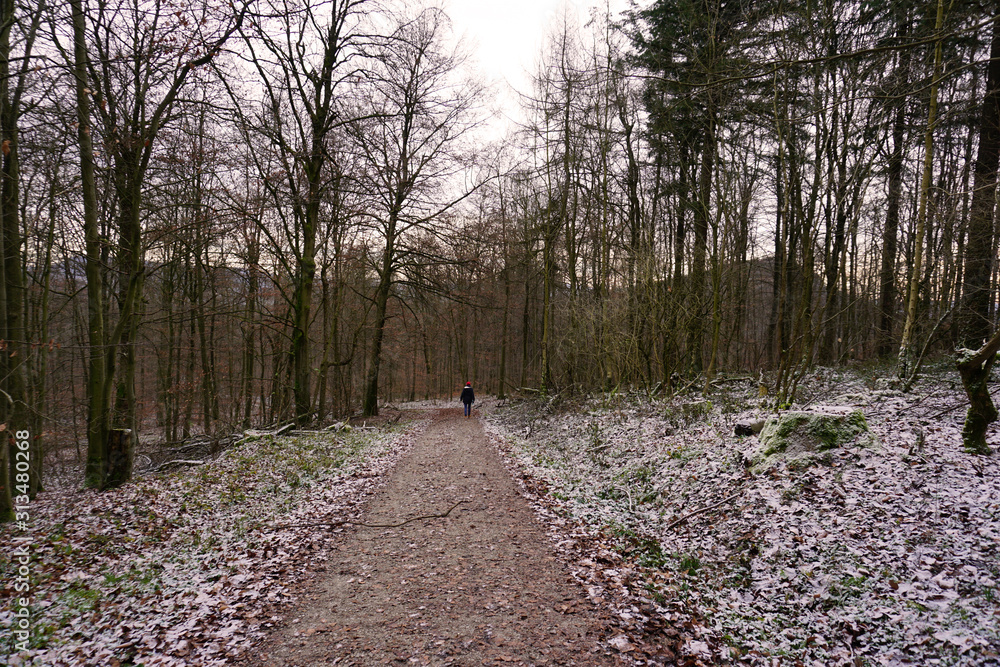 Fototapeta premium Wanderweg zum Ithturm im Ith in Niedersachsen - Hiking trail to the Ith tower in the Ith in Lower Saxony
