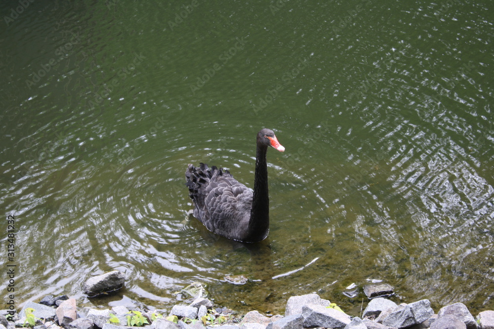 Obraz premium beautiful black swan in the pond