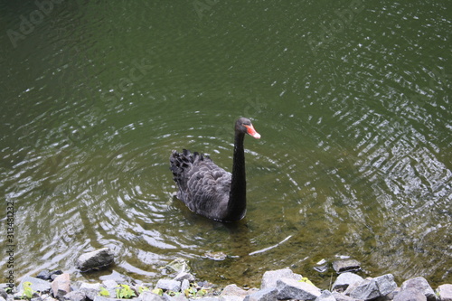 beautiful black swan in the pond