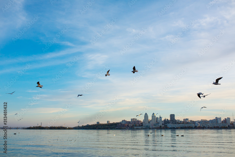 Fototapeta premium A flock of seagulls on the banks of the city river.