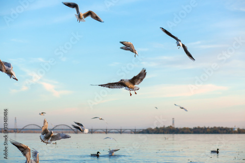 A flock of seagulls on the banks of the city river.