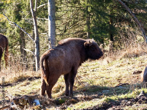 (Bison bonasus) Small Bison 'Calf' in wood