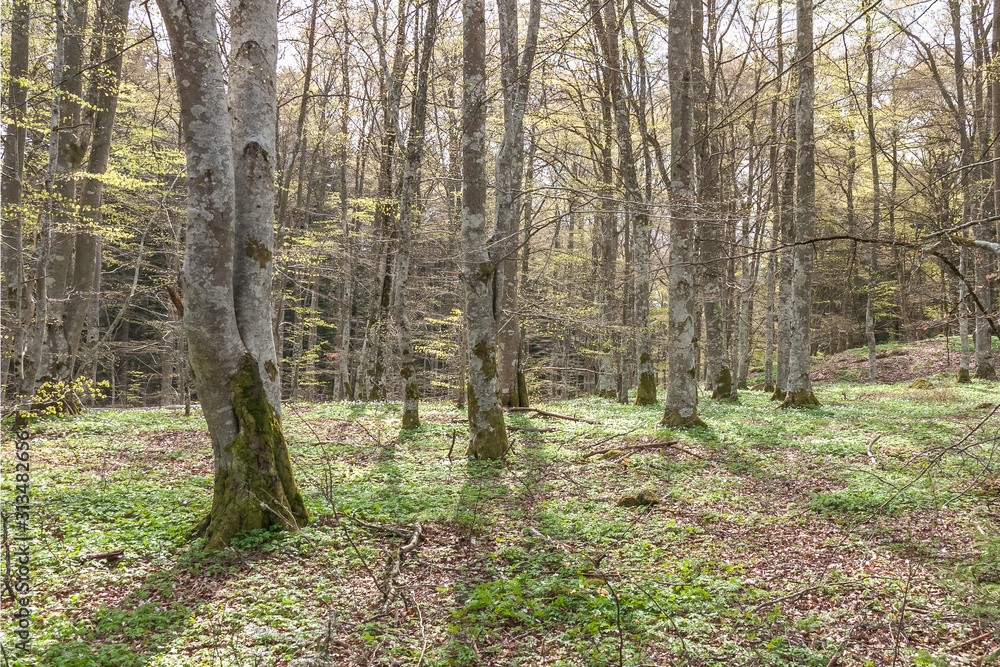 Spring forest with snowdrop flowers In the central part of Sweden. Spring forest with snowdrop flowers In the central part of Sweden.