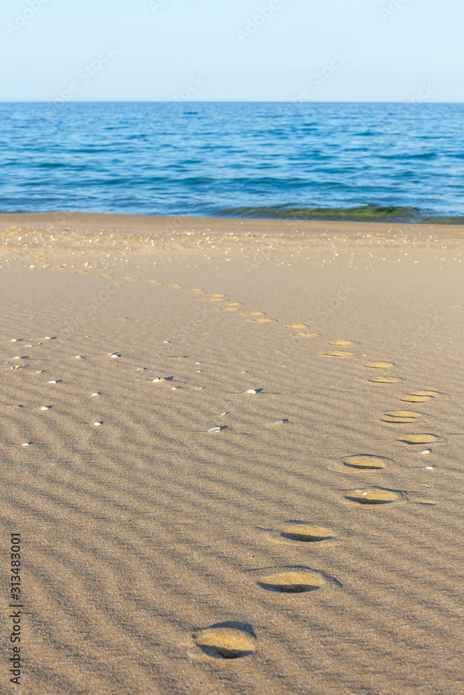 Traces of animals in the sand. Sand Texture. Background from brown sand. Traces of animals in the sand. Sand Texture. Background from brown sand.