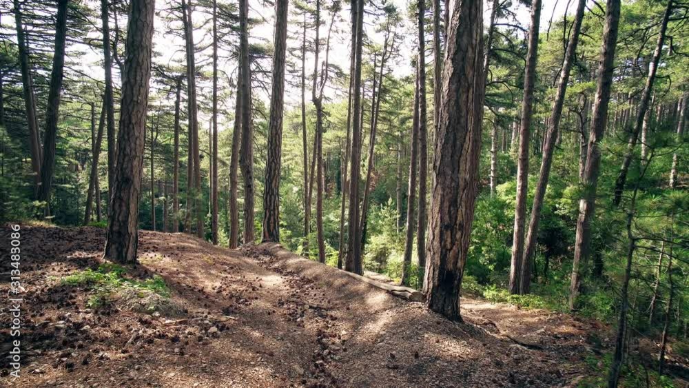 Mountain Summer Forest Background Motion Cam Mountain Summer Forest Background Motion Cam