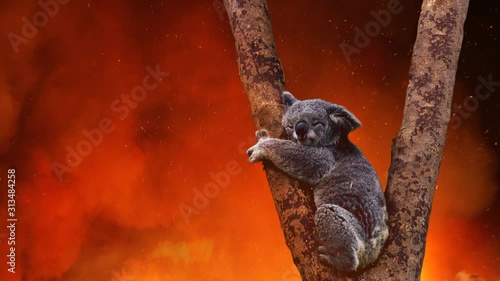Koala Bear In Tree Caught In The Fire 2