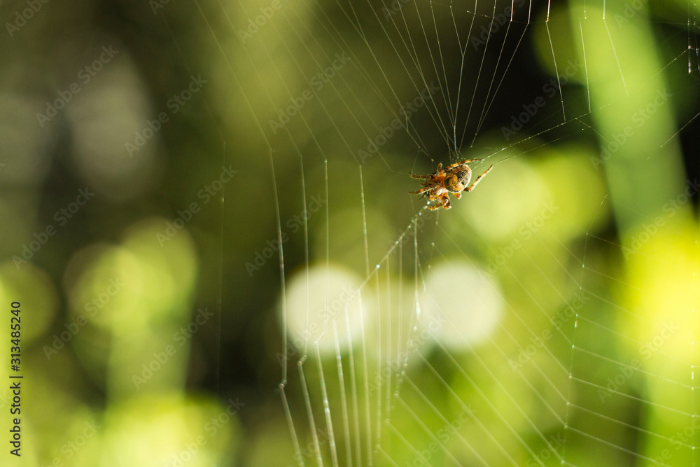 spider web stretched in the yard . Halloween background spider web stretched in the yard . Halloween background