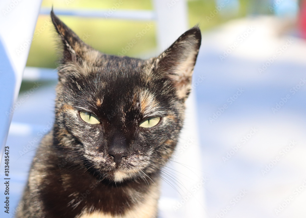 Fototapeta premium Tortitude