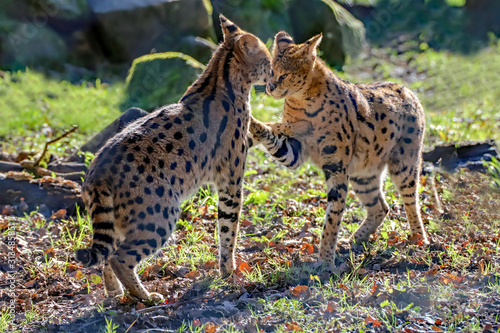 Confrontation chez les servals © natgi