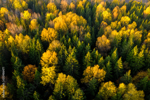 Aerial view of scenery autumn forest. Beautiful view green and yellow trees. Flight above colored forest. 